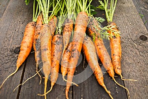 Closeup view of fresh carrots with ground after gathering