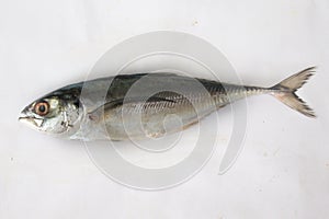 Closeup view of fresh Finletted Mackerel Fish or Torpedo Fish Isolated on a white background.