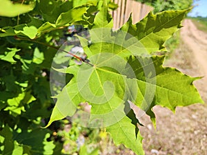 Closeup view of fresh green maple leaves in sunny day. Natural background, texture, abstract, place for text, copy space