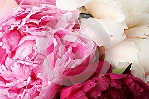 Closeup view of fresh peony flowers