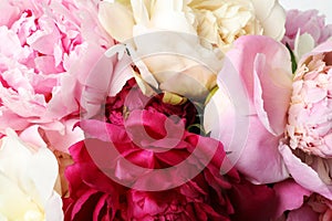 Closeup view of fresh peony flowers