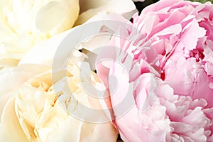 Closeup view of fresh peony flowers