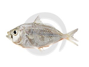 Closeup view of Fresh Pony Fish isolated on white background.Selective focus