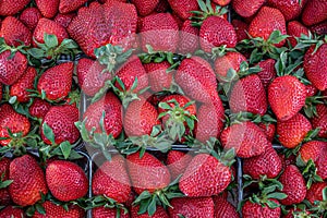 Closeup view of fresh strawberries with green leaves from above