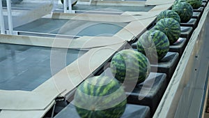 Closeup view of freshly harvested striped watermelons on industrial fruit sorting line at packaging factory