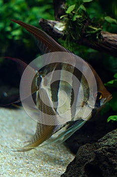 Closeup view of freshwater angelfish agains natural aquarium fea