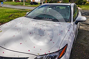 Closeup view of the front hood of a parked white car that is covered with pink flower pedals and other debris.