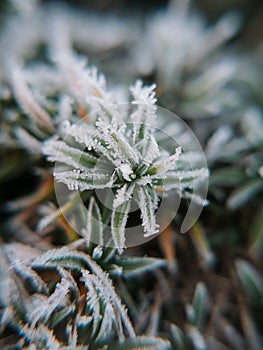 Closeup View of Frozen Plant