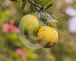 Closeup view of the fruit of Citrus aurantium, an orange tree on the Big Island, Hawaii.