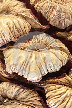 Closeup view of Giant Redwood seed scale apophysis - stock photo