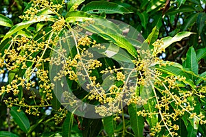 Closeup view of glowing mango flowers hanging in a tree