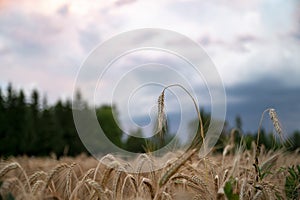 Closeup view of a golden ear of wheat growing in a wheat field