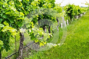 Closeup view of a grape vine with row of grapes