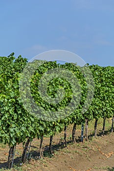 Closeup view of a grape vine with row of grapes against blue sky.