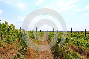 Closeup view of a grape vine with row of grapes against blue sky. Beautiful vineyard is situated near Murfatlar in Romania