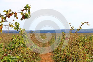 Closeup view of a grape vine with row of grapes against blue sky. Beautiful vineyard is situated near Murfatlar in Romania