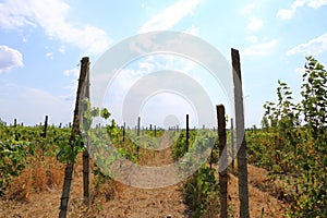 Closeup view of a grape vine with row of grapes against blue sky. Beautiful vineyard is situated near Murfatlar in Romania