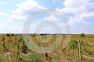 Closeup view of a grape vine with row of grapes against blue sky. Beautiful vineyard is situated near Murfatlar in Romania