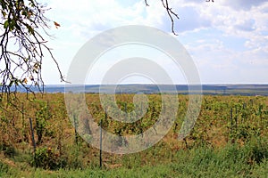 Closeup view of a grape vine with row of grapes against blue sky. Beautiful vineyard is situated near Murfatlar in Romania