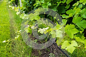 Closeup view of a grapevine