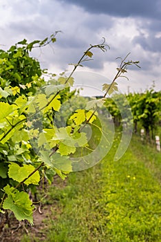 Closeup view of grapevine with vineyard in background