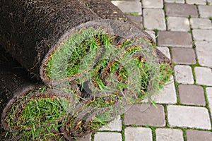 Closeup view of grass sod rolls on backyard