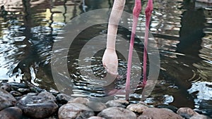 Closeup view of a greater flamingo drinking water in a pond behind the fence in a zoo. Keeping wild birds and animals captive for