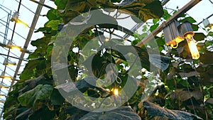 Closeup view of green cucumber plants growing at greenhouse of agro company spbas.