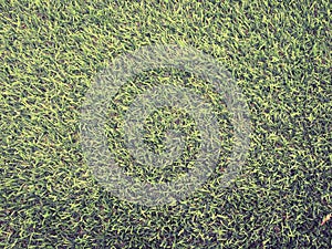 Closeup view of green grass soccer field background. Wallpaper for work and design