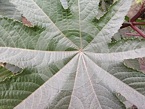 Closeup view of a green leaf