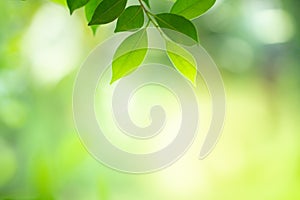 Closeup view of green leaf with beauty bokeh under sunlight