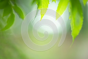 Closeup view of green leaf in sunny day