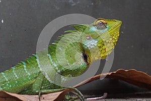 Closeup view of a green lizard with beautiful patterns.