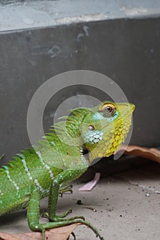 Closeup view of a green lizard with beautiful patterns.