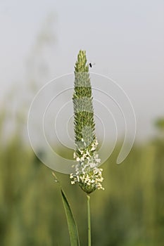 Closeup view of a green Millet Wheatfields on a blurry field background