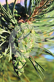 Closeup view of a green pine cone in summer