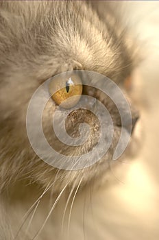 A closeup view of a Grey Persian cat with extremely shallow depth of field. photo