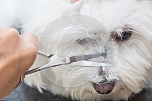 Closeup view of the grooming the nose of a white dog