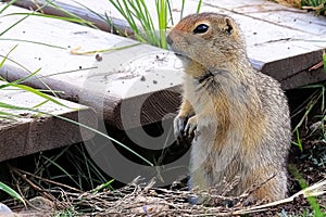 Closeup view of a ground squirrel sitting beside a boardwalk