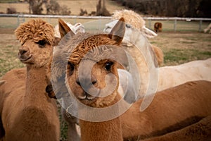 A closeup view of a group of alpacas on a farm