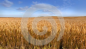 Closeup view of group of ears of wheat growing in countryside farm for harvest during the day. Zoomed in on vibrant