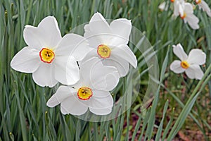 closeup view of group of three Daffodils in Spring bloom