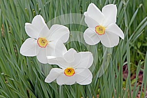 closeup view of group of three Daffodils in Spring bloom