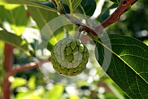 Closeup view of growing sitaphal or custard apple tree