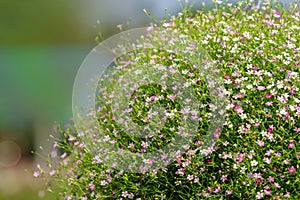 Closeup view of gypsophila photo