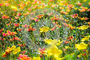 Closeup view of gypsophila flowersSeamless pattern vivid flowers in the natura 002