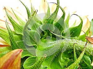 The hairy backside of a sunflower