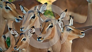 Closeup view of the heads of five black-faced impala antelopes standing together in a herd at Chobe National Park, Botswana.