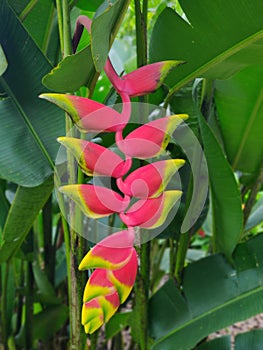 Closeup view of Heliconia rostrata inflorescence commonly known as lobster-claws,or false bird-of-paradise