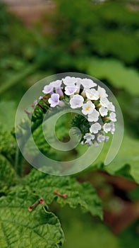 Closeup view of Heliotropium indicum, commonly known as Indian heliotrope or Indian turnsole